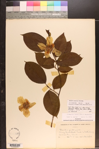 Stewartia ovata image