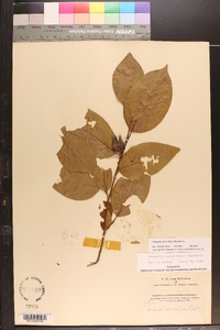 Stewartia ovata image