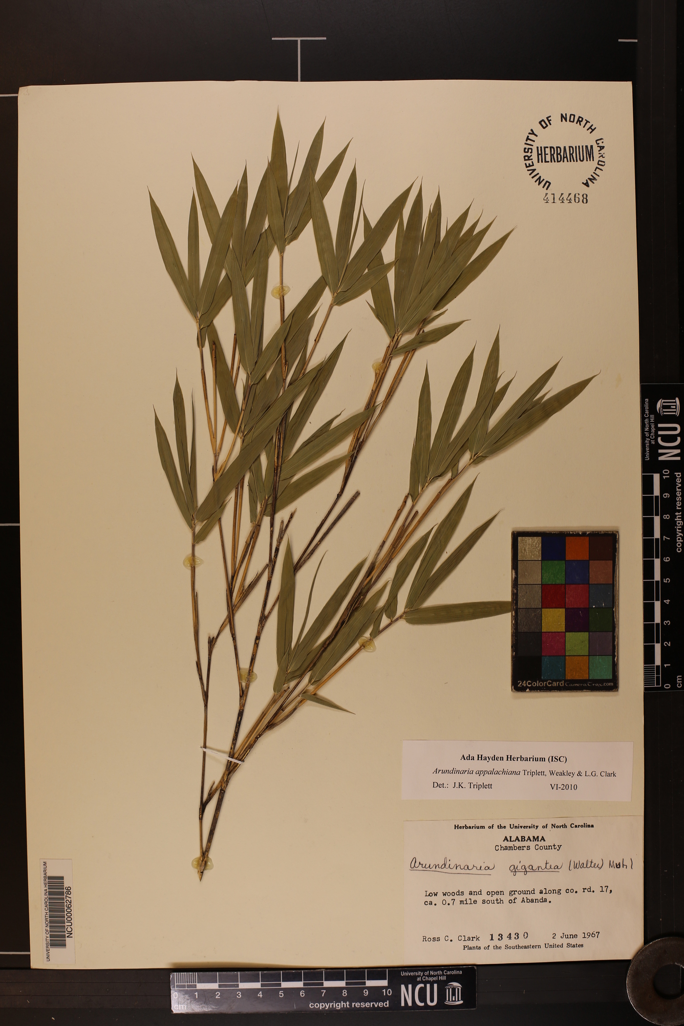 Arundinaria appalachiana image