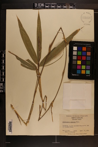 Arundinaria gigantea image