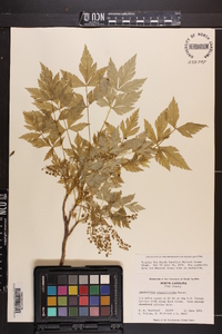 Xanthorhiza simplicissima image