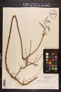 Xanthorhiza simplicissima image