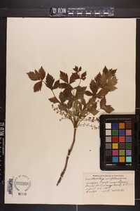 Xanthorhiza simplicissima image