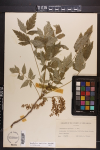 Xanthorhiza simplicissima image