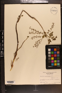 Xanthorhiza simplicissima image