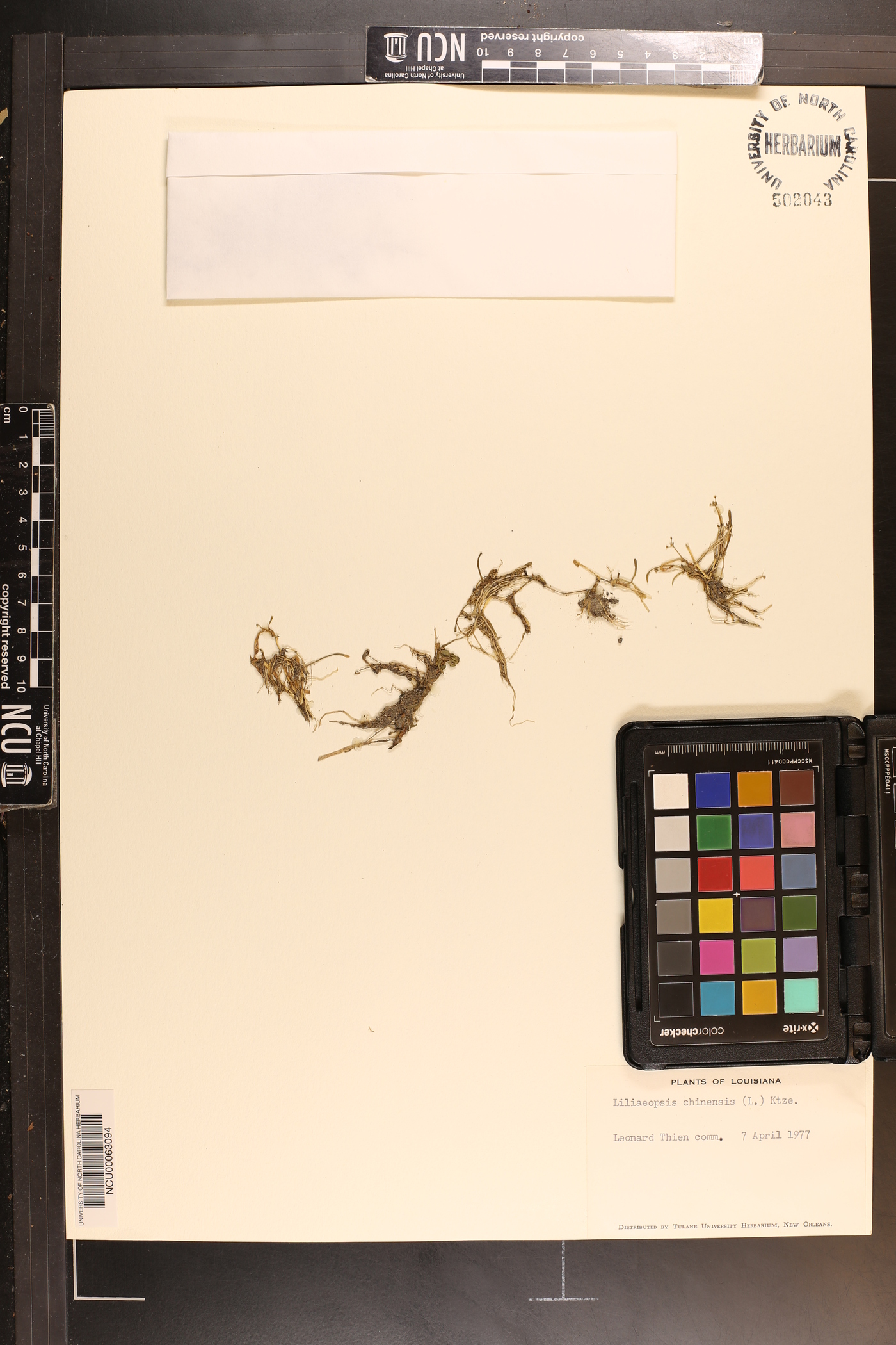 Lilaeopsis chinensis image