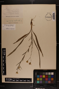 Pityopsis aspera image