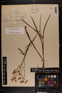 Pityopsis aspera image