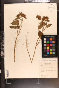 Jacquemontia tamnifolia image