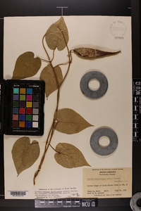 Matelea flavidula image