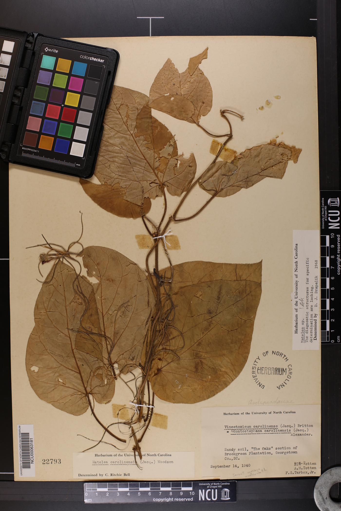 Matelea flavidula image