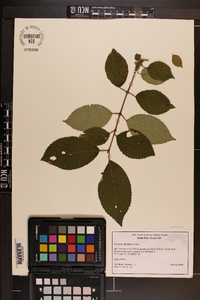 Viburnum plicatum image