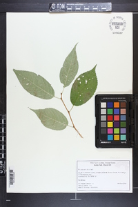 Prunus serrulata image