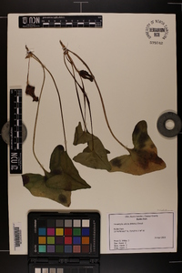 Hexastylis arifolia image