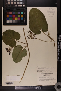 Matelea obliqua image