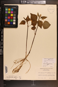 Viola glaberrima image