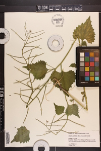 Alliaria petiolata image