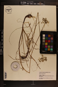 Allium cernuum image