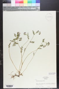 Phacelia purshii image