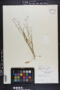 Ranunculus pusillus image