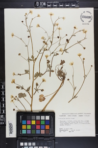 Ranunculus sardous image