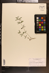 Galium uniflorum image