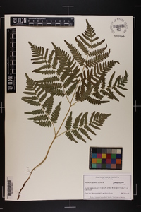 Pteridium aquilinum subsp. pseudocaudatum image