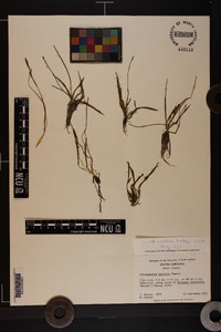 Helanthium tenellum image