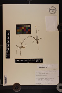 Helanthium tenellum image