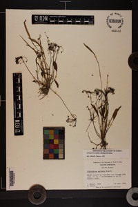 Helanthium tenellum image