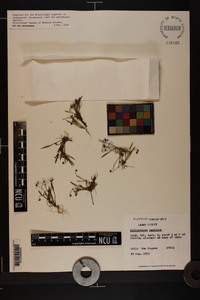 Helanthium tenellum image