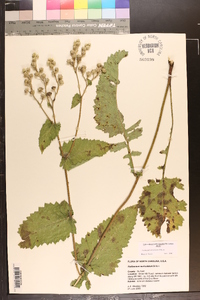 Parthenium auriculatum image