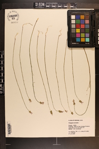 Polygala incarnata image