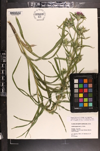 Liatris squarrosa image