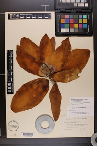 Magnolia macrophylla image