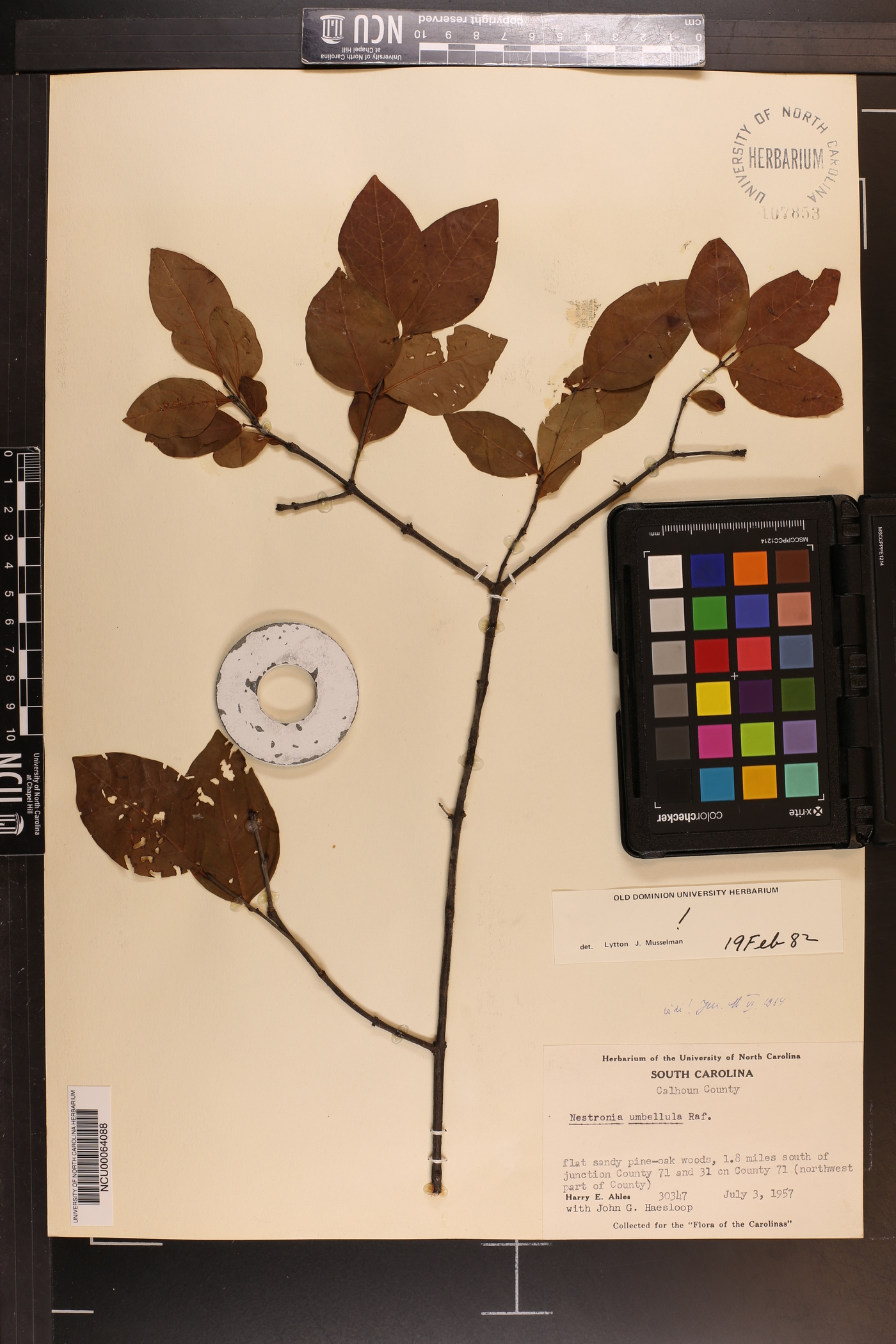 Nestronia umbellula image