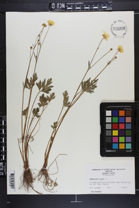 Ranunculus acris image