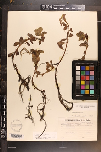 Ludwigia repens image