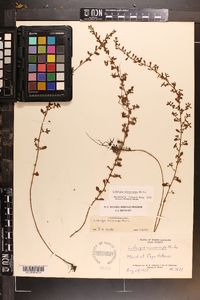 Ludwigia microcarpa image