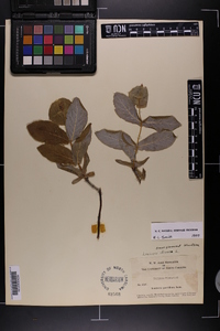 Lonicera dioica image