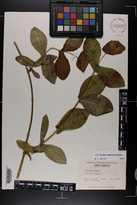 Lonicera dioica image