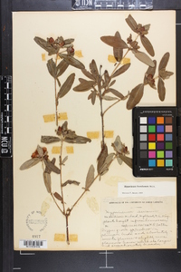 Hypericum frondosum image