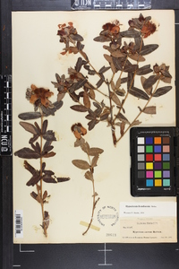 Hypericum frondosum image