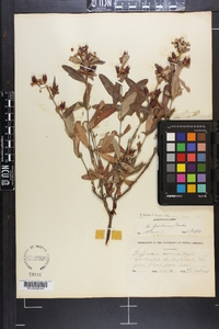 Hypericum frondosum image