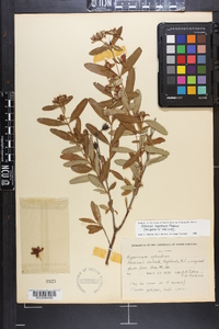 Hypericum frondosum image