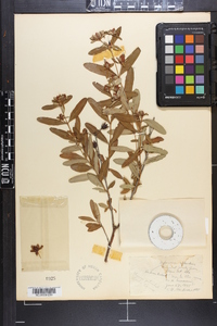 Hypericum frondosum image