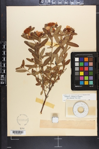 Hypericum frondosum image