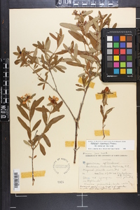 Hypericum frondosum image