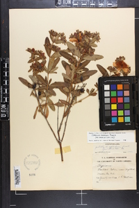 Hypericum frondosum image