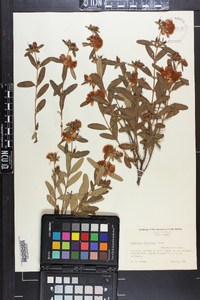 Hypericum frondosum image